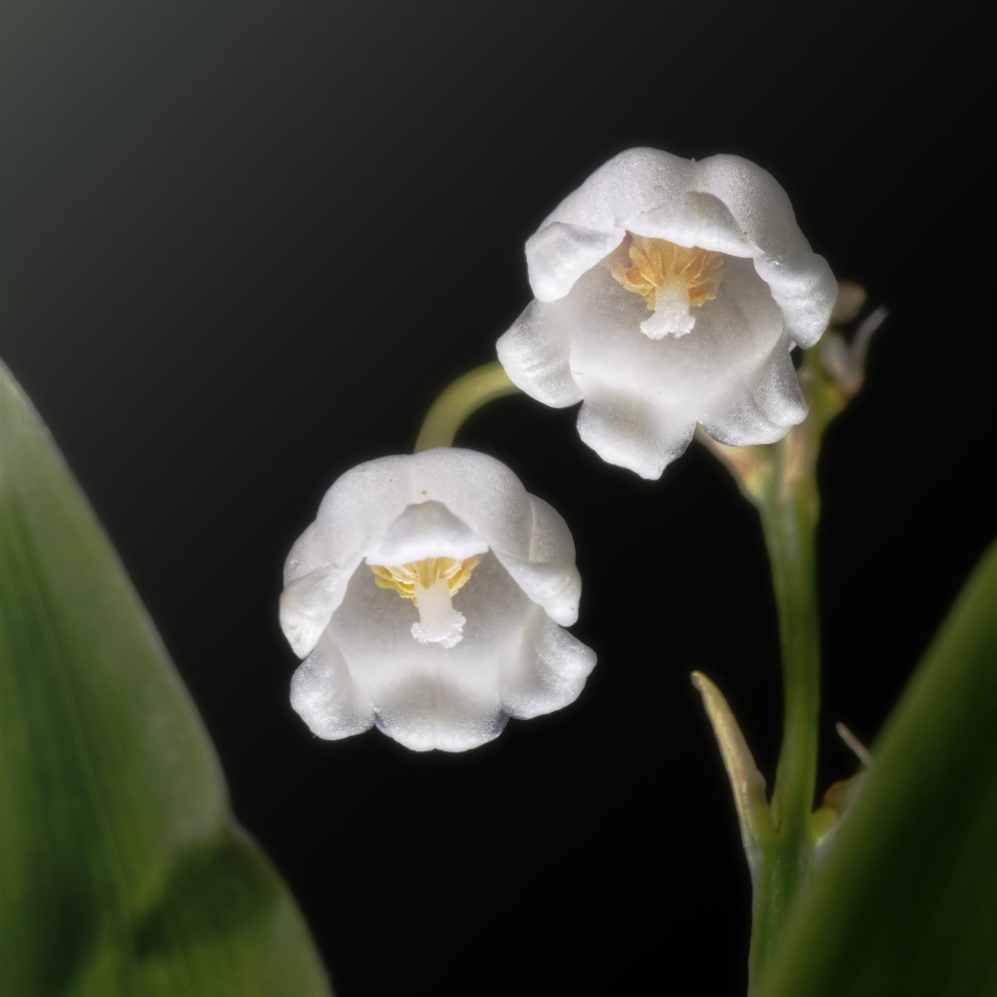Lily of the Valley - The Birthday Flower for May