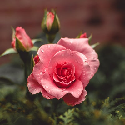 All About Roses - The Birthday Flower for June